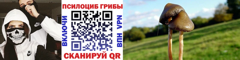 дарнет шоп  Жуков  Галлюциногенные грибы Psilocybe 